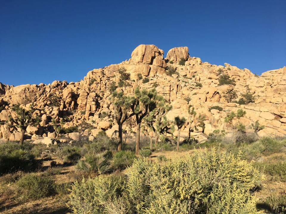 Joshua Tree National Park is famous for its Joshua trees and rocks.