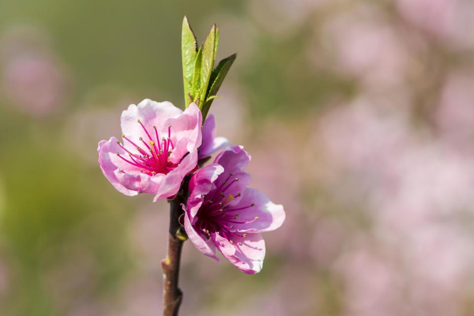 8) The "Blooming Period" is when 20% of blooms are open.