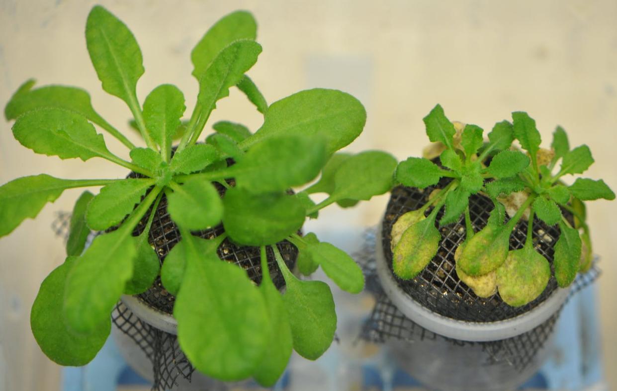 <span class="caption">A healthy wild-type _Arabidopsis_ plant (left) and a mutant plant suffering from a microbe imbalance (right).</span> <span class="attribution"><span class="source">Sheng-Yang He</span>, <a class="link " href="http://creativecommons.org/licenses/by-sa/4.0/" rel="nofollow noopener" target="_blank" data-ylk="slk:CC BY-SA;elm:context_link;itc:0;sec:content-canvas">CC BY-SA</a></span>