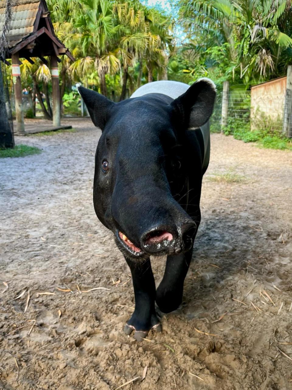 13-year-old Malayan tapir named "Albert." He fathered a calf born at ZooTampa at Lowry Park in March 2024.