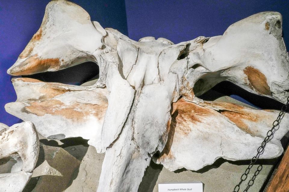 An enormous humpback whale skull that might be mistaken for a dinosaur fossil is among the new attractions at the Nature Center & Aquarium. It was found on Block Island by researchers from the Atlantic Shark Institute.