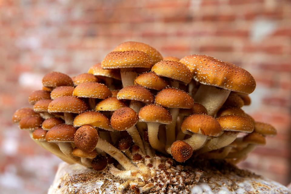 Cinnamon Cap mushrooms from Two River Mushroom in Millstone Township.