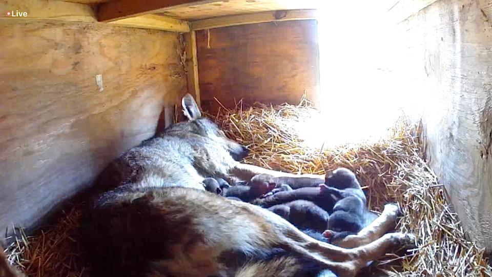 Newborn red wolf pups sleep next to their parent at the Great Plains Zoo in Sioux Falls in this undated photo.