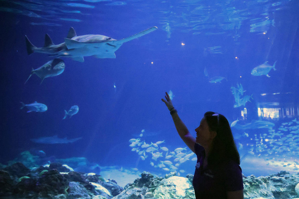 SeaWorld Orlando senior aquarist Becki Orze points out the male smalltooth sawfish that fathered three baby smalltooth sawfish who were born at SeaWorld Orlando in Orlando, Fla on Oct. 17, 2023. (Rich Pope / Orlando Sentinel/TNS via Alamy)