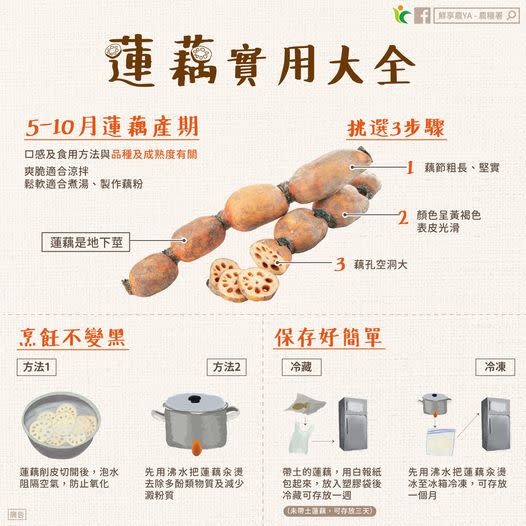 蓮藕為蓮的地下莖，富含蛋白質、膳食纖維及多種維生素與礦物質等營養。圖：翻攝自農糧署