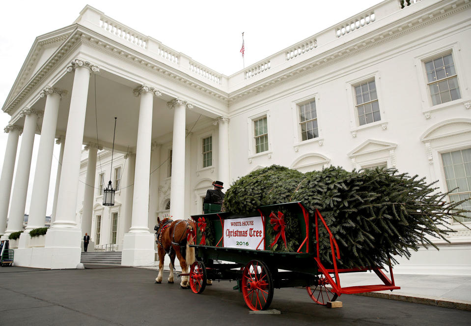 2016 White House Christmas tree arrives in Washington