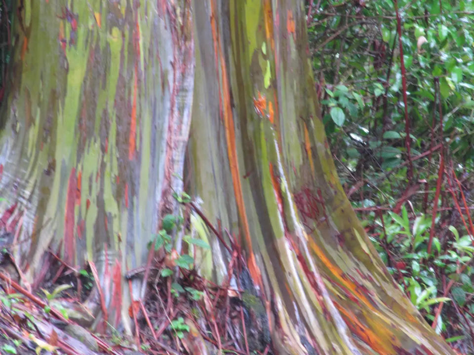 Regenbogen-Eukalyptus, der aus den Philippinen und Indonesien stammt.  - Copyright: Forest and Kim Starr/Flickr