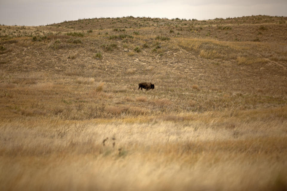 A lone buffalo races across the prairie at the Wolakota Buffalo Range near Spring Creek, S.D., on Friday, Oct. 14, 2022. The Wolakota Range is home to over 1,000 buffalo. (AP Photo/Toby Brusseau)