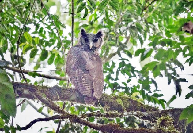 Shelley's eagle owl, folks. (Photo: Dr Robert Williams)