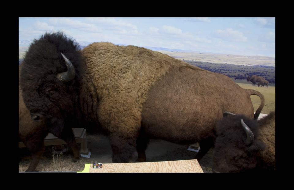 Post-makeover, the bison has a new nose, touched-up eyes and a freshly colored rich, brown coat of fur.