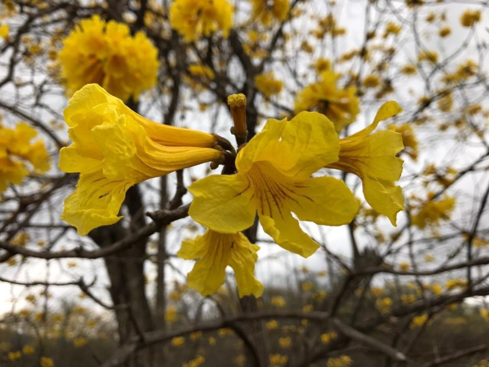 FOTOS: El bosque que se vistió "de oro" gracias a la lluvia