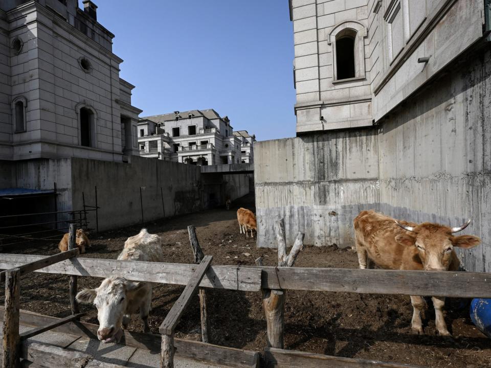 Rinder wandern zwischen halbfertigen Villen in Shenyang umher. - Copyright: Jade Gao/AFP via Getty Images