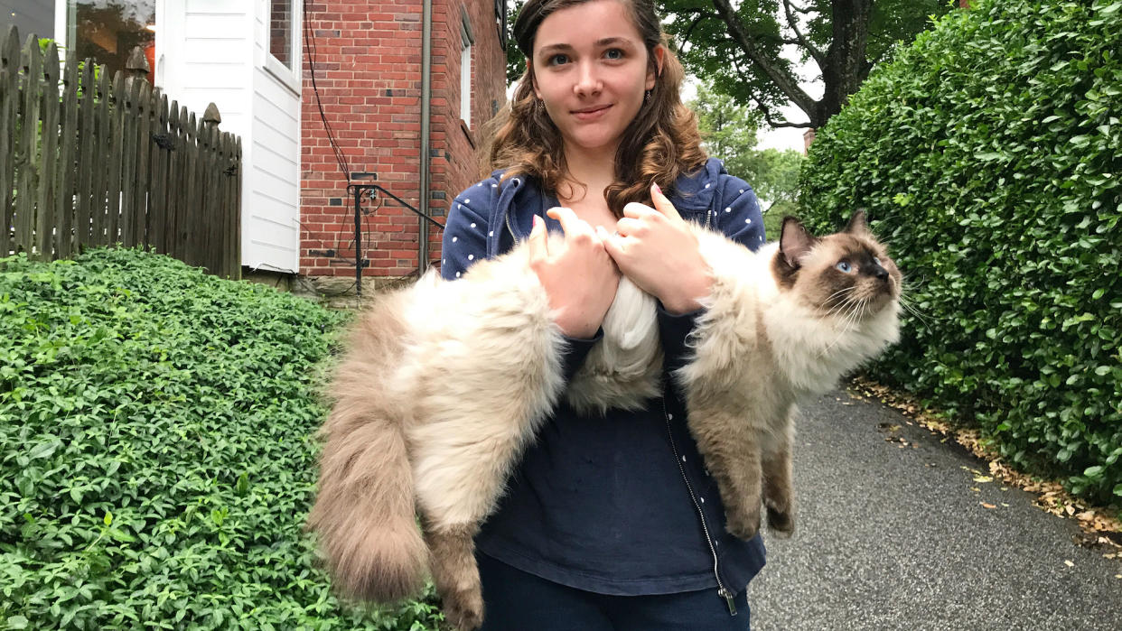 Woman carrying huge ragdoll cat