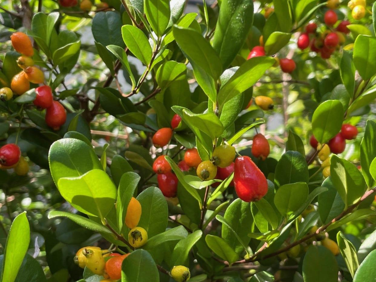 Simpson Stopper is one of the best native hedge plants with fragrant flowers, brilliant red berries and beautiful foliage.