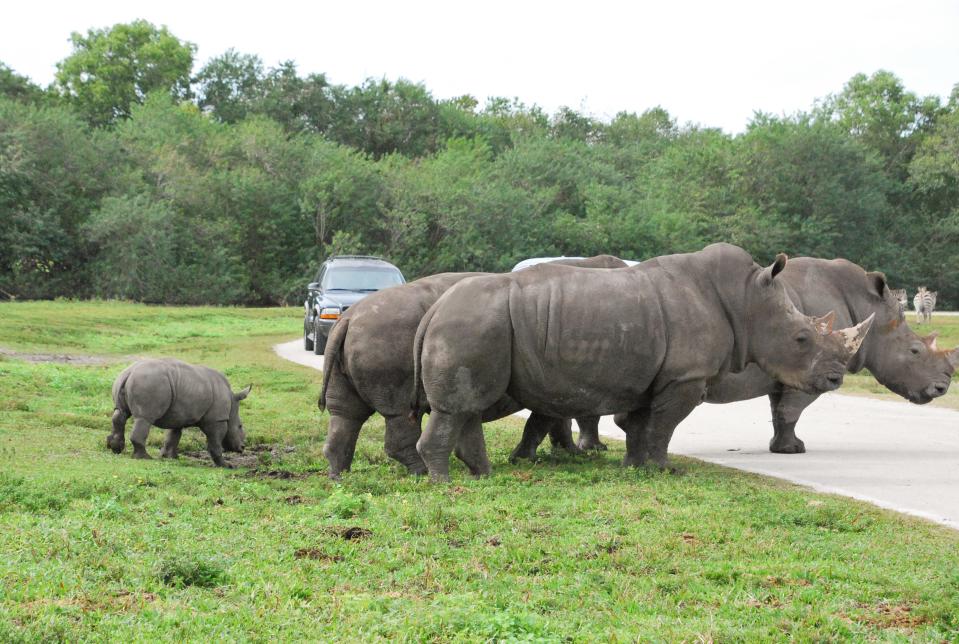 Tabitha, a southern white rhino, roams with the rhino herd at Lion Country Safari in January 2024.