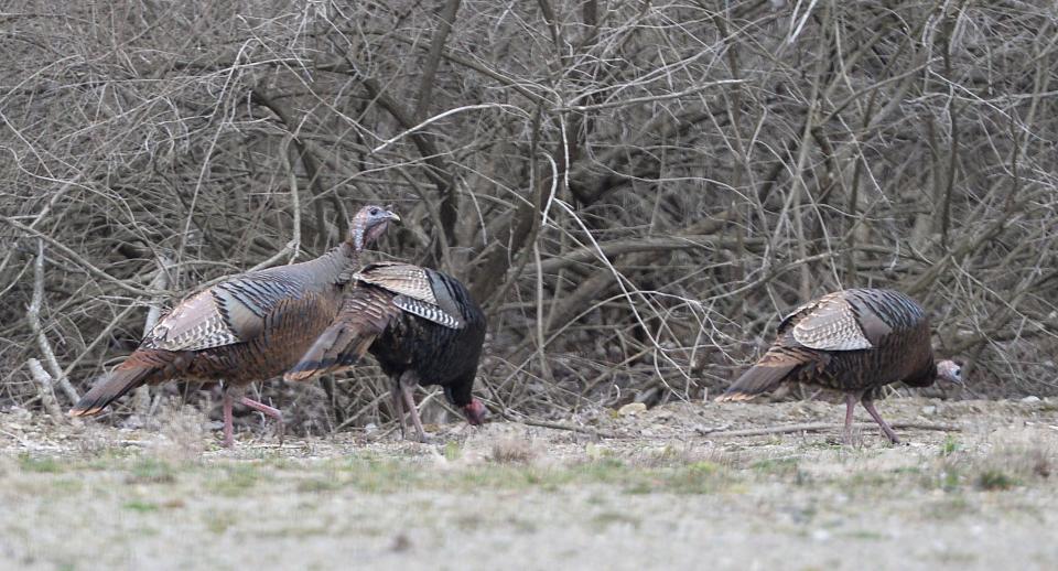 Wild turkeys forage near Beach 11 at Presque Isle State Park.