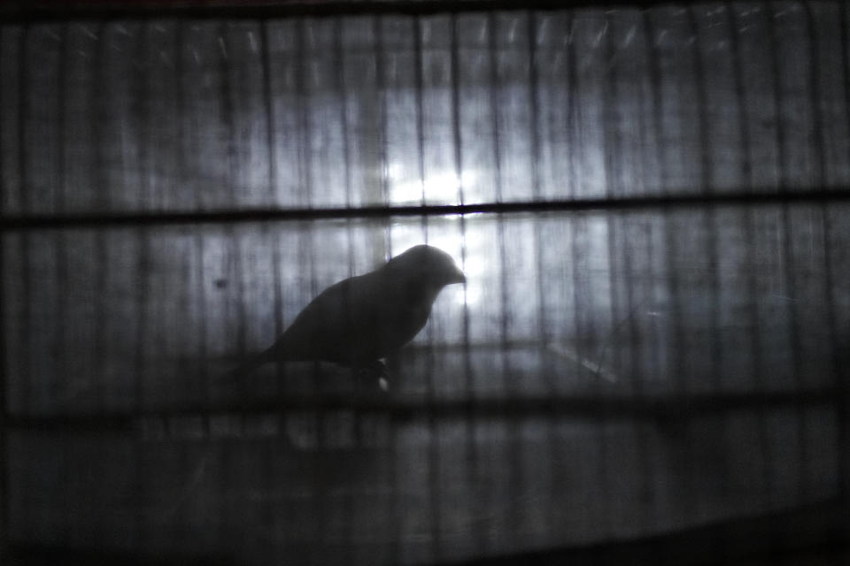 A singing bird stands inside a cage covered by cloth at the store of Paul Lall, who has sold birds for more than 50 years, at the Stabroek Market in Georgetown, Guyana, Thursday, April 20, 2023. Songbirds are popular among Guyanese, who keep them as pets or to participate in singing competitions that are a centuries-old tradition. (AP Photo/Matias Delacroix)