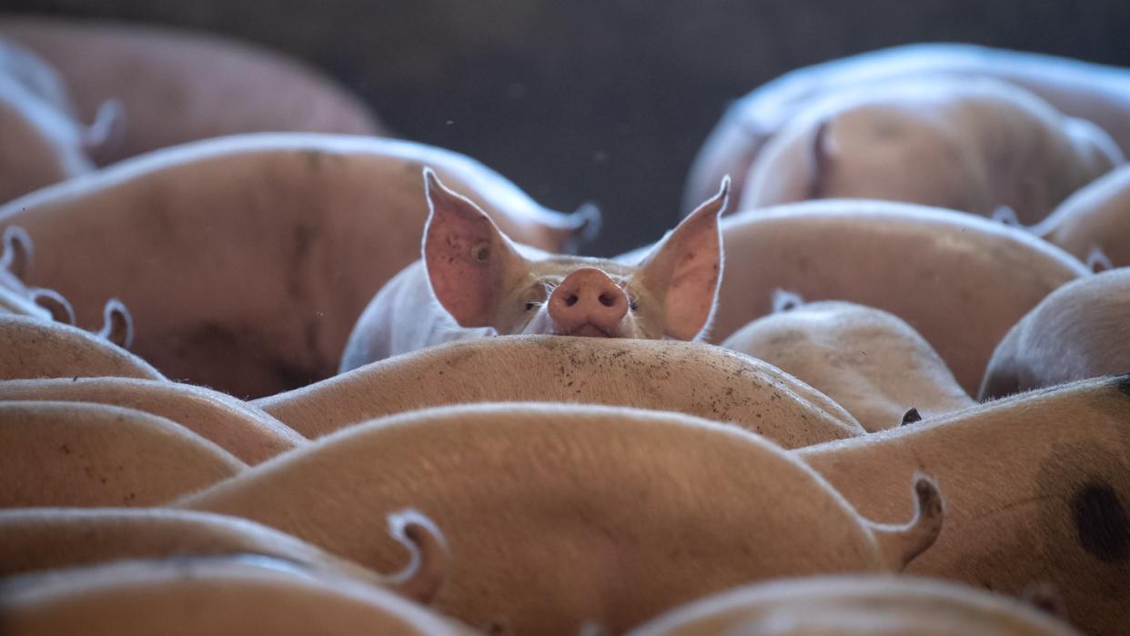 Seit die Afrikanische Schweinepest (ASP) nach Deutschland vorgedrungen ist, müssen Bauern  penibel auf Hygiene im Stall achten.