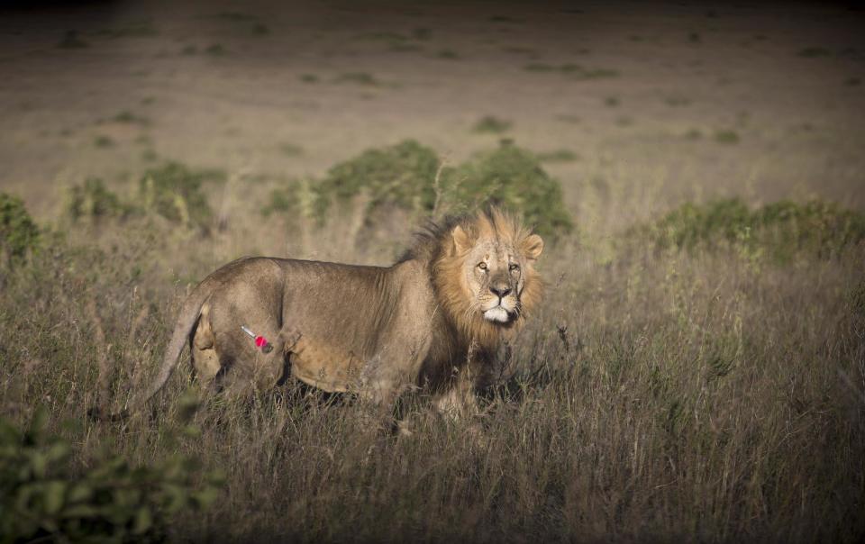 In this photo taken Saturday, Jan. 25, 2014, a male lion walks shortly after being shot with a tranquilizer dart, in order to fit a GPS-tracking collar, by a team led by the Kenya Wildlife Service (KWS) in Nairobi National Park in Kenya. Kenyan wildlife authorities are fitting livestock-raiding lions with a GPS collar that alerts rangers by text message when the predators venture out of Nairobi National Park, enabling the rangers to quickly move to the areas where the lions have encroached and return the animals to the park. (AP Photo/Ben Curtis)