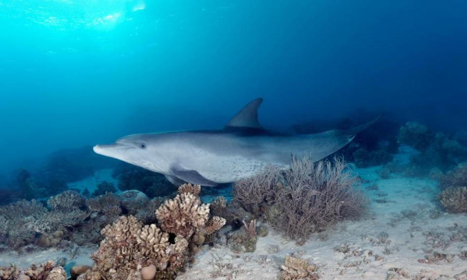 A dolphin swims along the seabed, with its belly touching the coral 