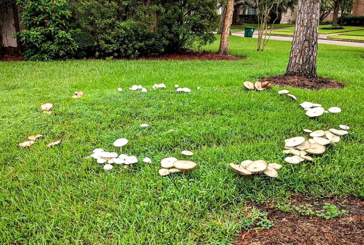 Fairy ring, Mushroom Circles, Soil Fertility & Ecology