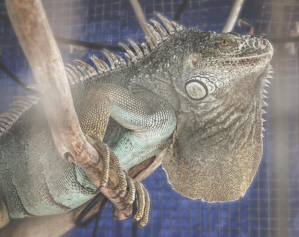 A note on the social media pages for Sanibel Island's The Island Cow, which was damaged by fire Saturday, said.&nbsp;&quot;Thank you for your concerns. None of our iguanas were harmed. They will be enjoying a Sanibel staycation until we rebuild.&quot;
