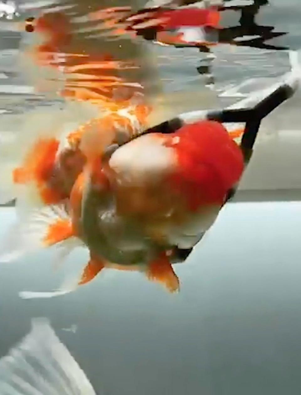 Many of Henry Kim's goldfish died due to swim bladder disorder, an ailment which makes them float upside down or sink to the bottom of their bowl (CATERS)