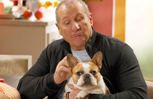 Beatrice Beloved French Bulldog on Modern Family Dies After