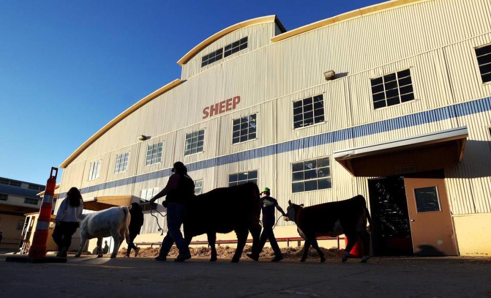 Participants in the Jr. Beef Heifer Show of the Fort Worth Stock Show & Rodeo walk their cows by the sheep barn after arriving to the Fort Worth Stock Show & Rodeo for a weekend of competition.