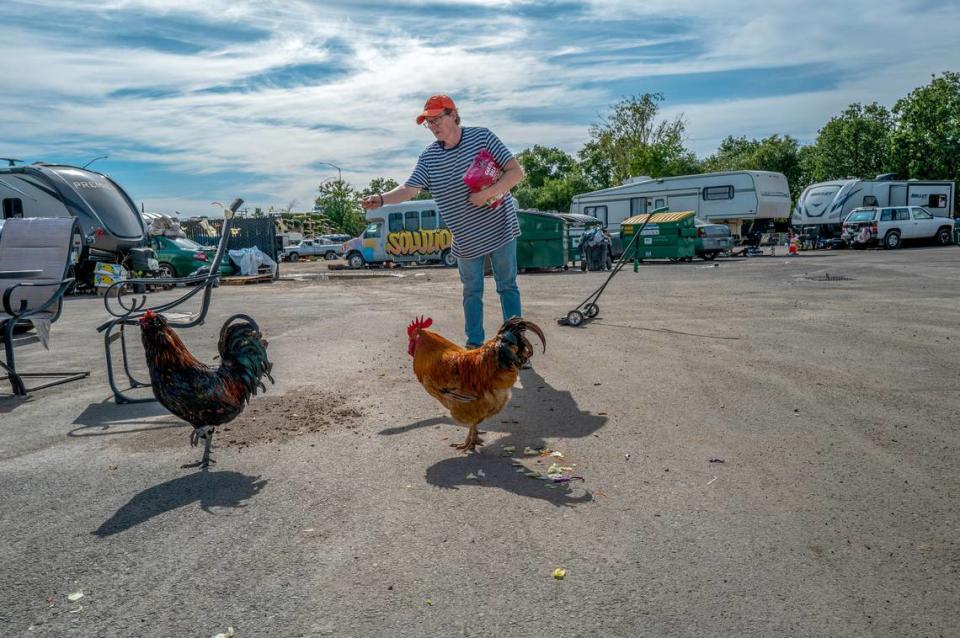 Camp Resolution co-founder Sharon Jones feeds chickens at the North Sacramento homeless encampment last week. Jones said she wanted chickens for a long time and they wake her up every morning. “They are really smart,” Jones said. Renée C. Byer/rbyer@sacbee.com