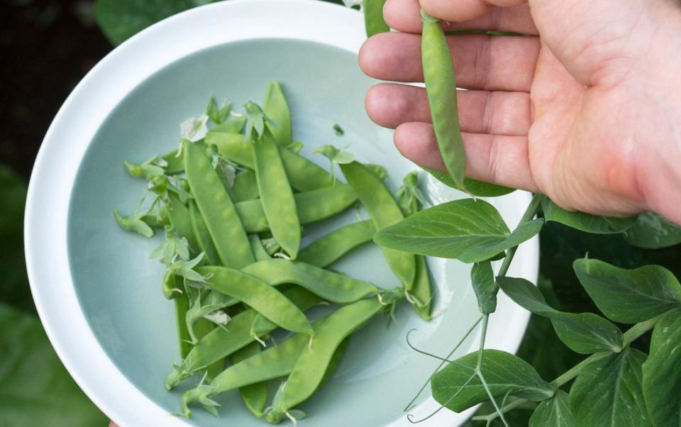 French beans - Alamy