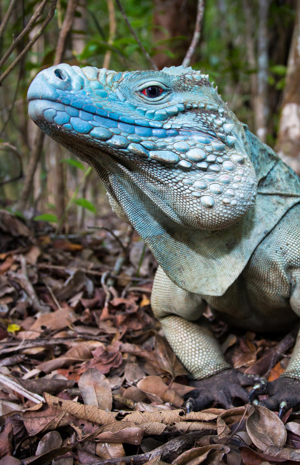 In this undated photograph provided by the Cayman Islands Department of Tourism, a free-roaming adult male blue iguana stands in the Queen Elizabeth II Botanic Park on Grand Cayman. Roughly 700 blue iguanas breed and roam free in protected woodlands on the eastern side of Grand Cayman in the western Caribbean that is the only place where the critically endangered animals are found in the wild. (AP Photo/Will Burrard-Lucas, Cayman Islands Department of Tourism)