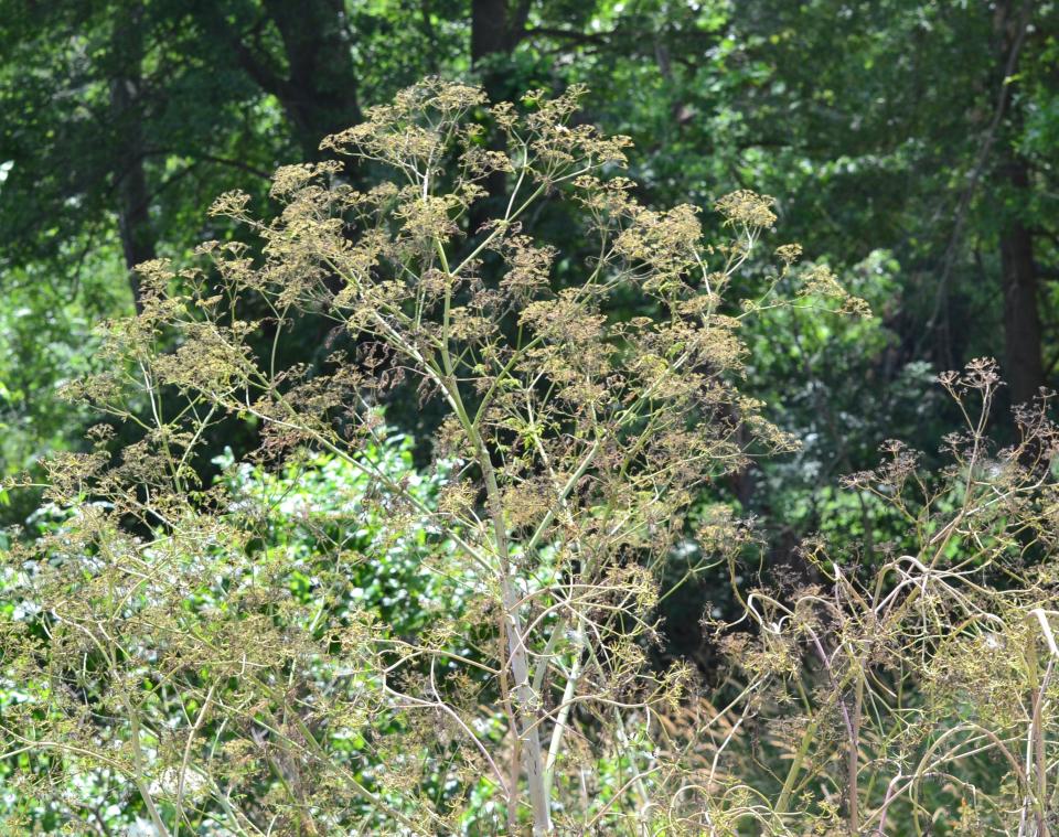 Poison hemlock is harder to control if allowed to flower and seed.