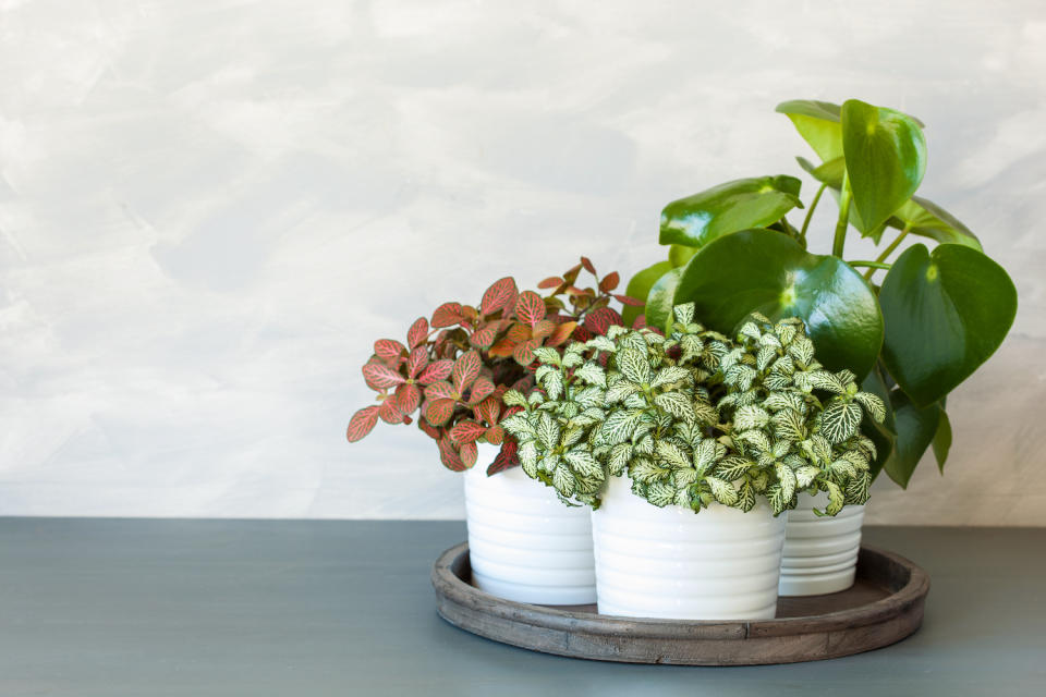 potted Fittonia plants on a tray