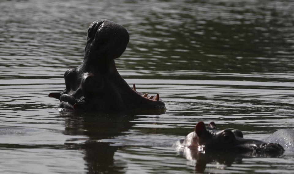 Hippos swim in the lake at Hacienda Napoles Park, once the private estate of drug kingpin Pablo Escobar who imported three female hippos and one male decades ago in Puerto Triunfo, Colombia, Thursday, Feb. 4, 2021. Government attempts to control their reproduction have had no real impact on population growth, with the number of hippos increasing in the last eight years from 35 to somewhere between 65 and 80. (AP Photo/Fernando Vergara)