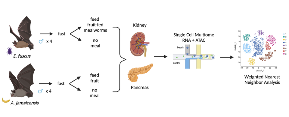 Four male *Artibeus jamaicensis* and four male *Eptesicus fuscus* bats were put in a fast then fed fruit or worms, respectively, or no meal before analyzing the cells and genes of their kidney and pancreas.