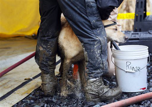 Rescue dog Nexus, muddy from working onsite, is decontaminated via hose after leaving the west side of the mudslide on Highway 530 near mile marker 37 on Sunday, March 30, 2014, in Arlington, Wash. Periods of rain and wind have hampered efforts the past two days, with some rain showers continuing today. (AP Photo/Rick Wilking, Pool)