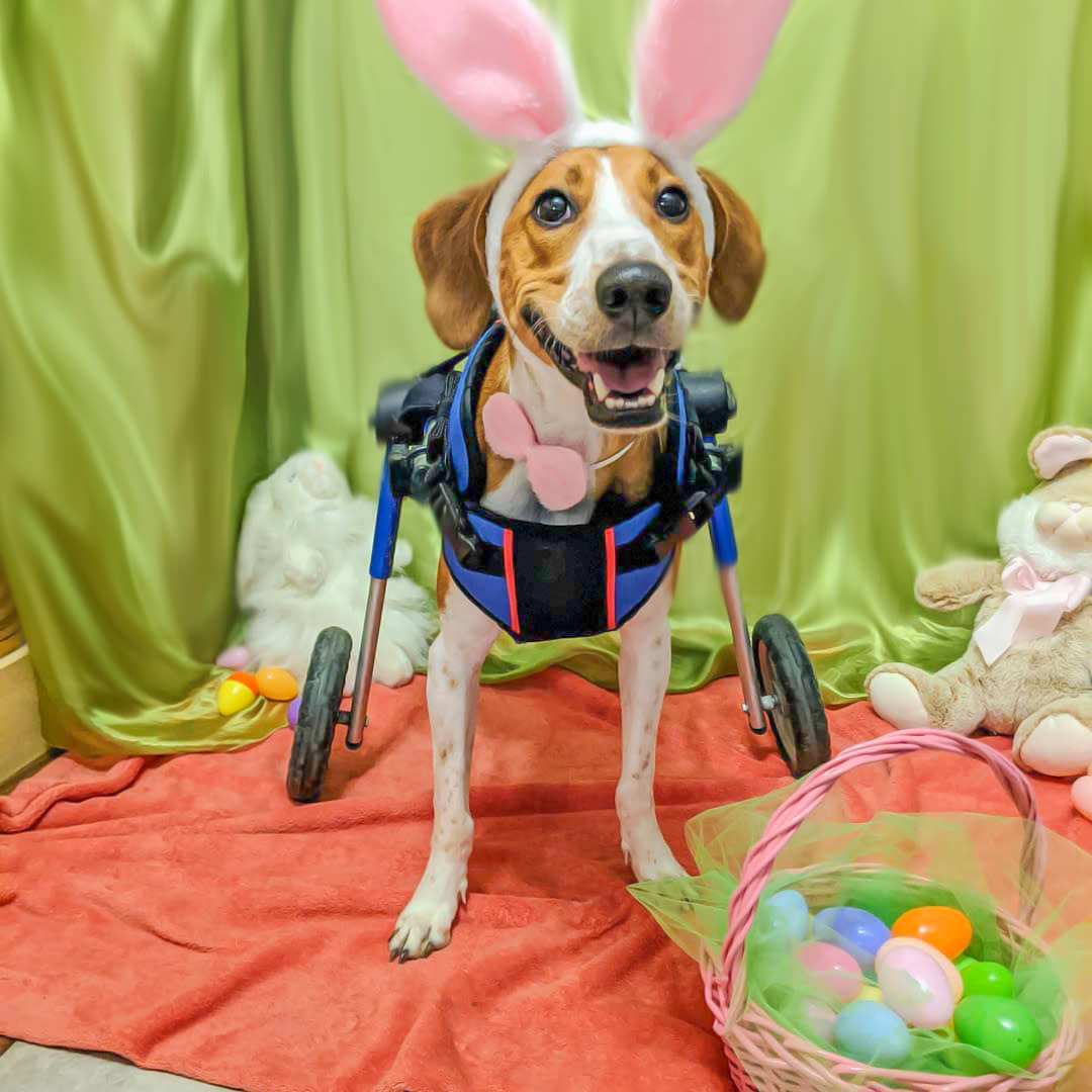 Wheelchair dog wins competition to become the newest Cadbury bunny (Photo: Walkin’ Pets)