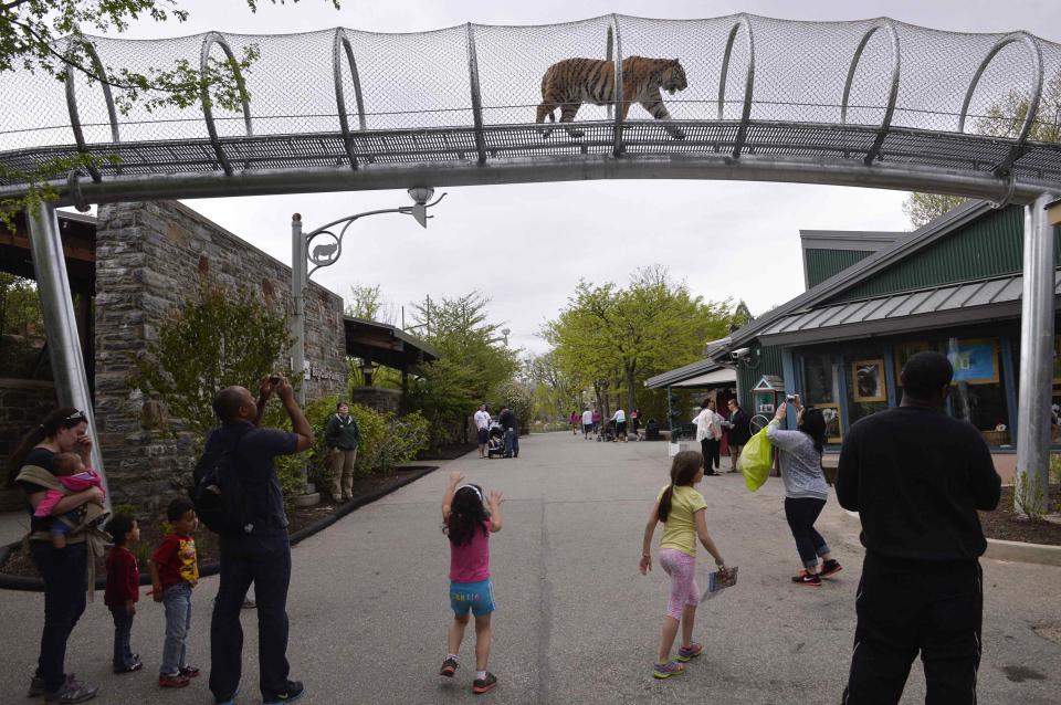 An Amur tiger walks over the new Big Cat Crossing as visitors look on at the Philadelphia Zoo in Philadelphia