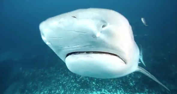 Huge tiger shark bumps diver's camera (video)