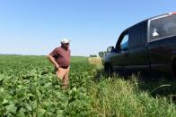 Farmer Doug Zink discusses the quality of his soybean crop with a neighbor near Carrington, North Dakota