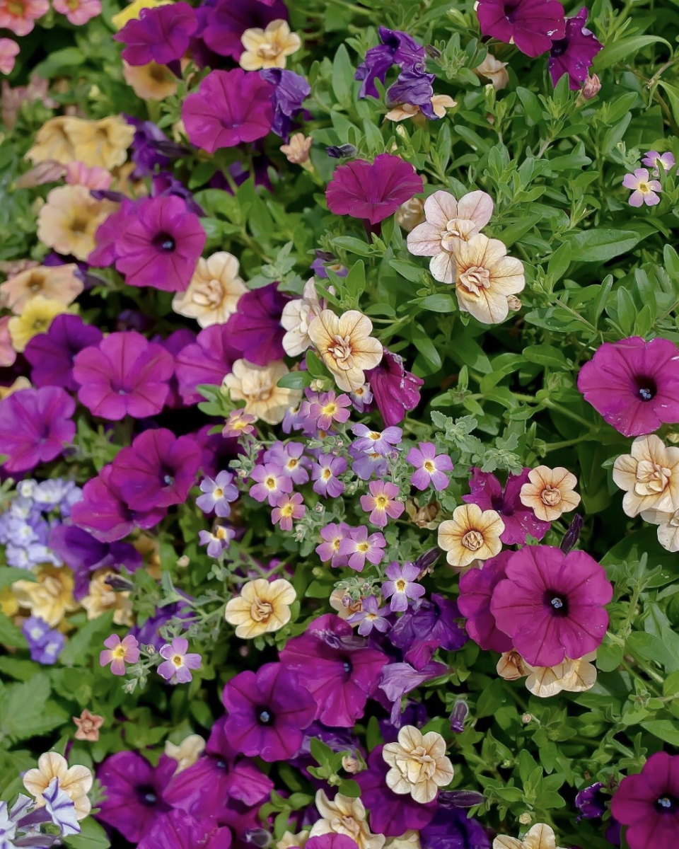 This mix was apply-named Surfin Safari by the designer and features Supertunia Royal Magenta petunia, Safari Sky South African phlox and Superbells Double Amber calibrachoa.