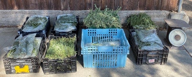 Hundreds of pounds of rosemary plants stolen from a nursery outside Fillmore were returned after sheriff's officials arrested a suspect on Thursday.