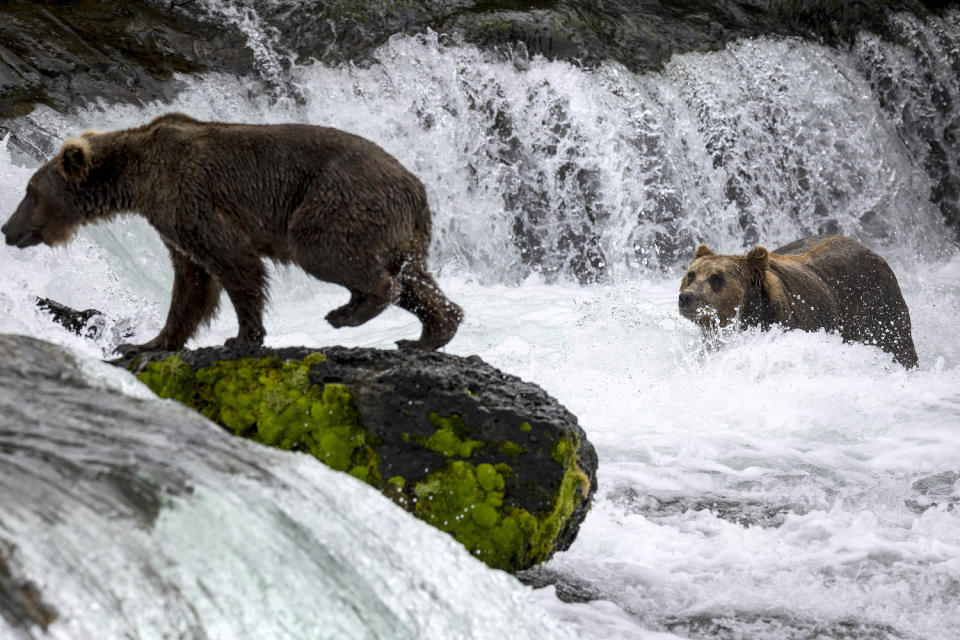 Brown Bears At Brooks Falls Gorge On Sockeye Salmon In Alaska's Katmai National Park (John Moore / Getty Images)