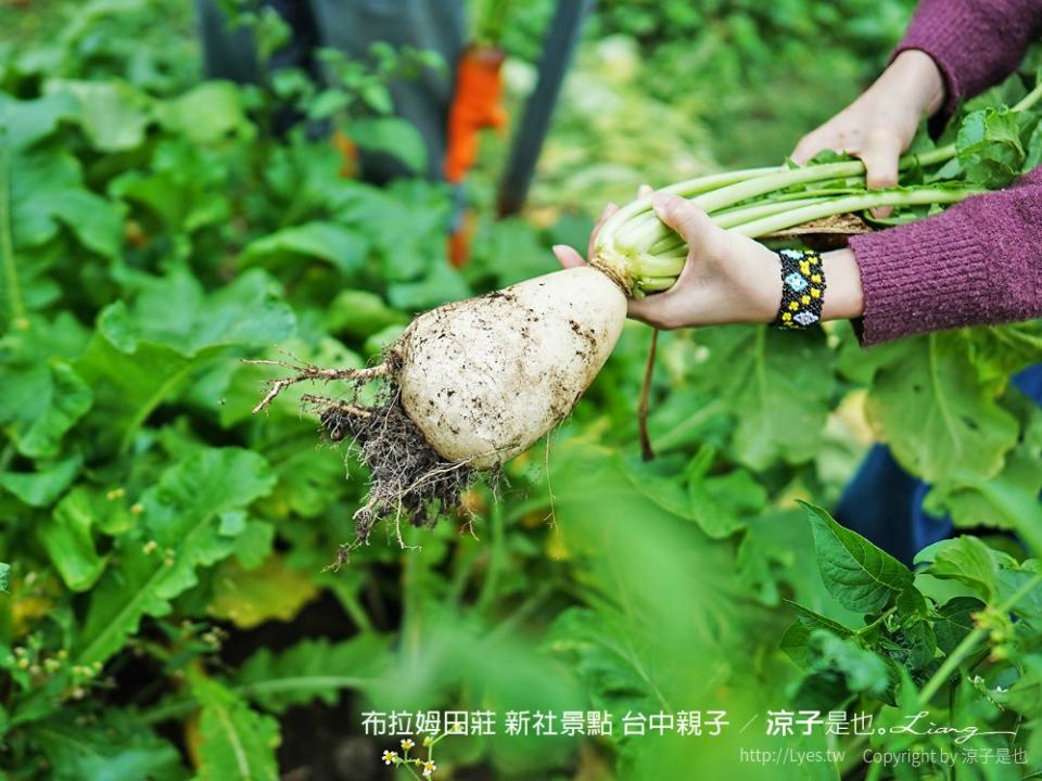 台中新社｜布拉姆田莊