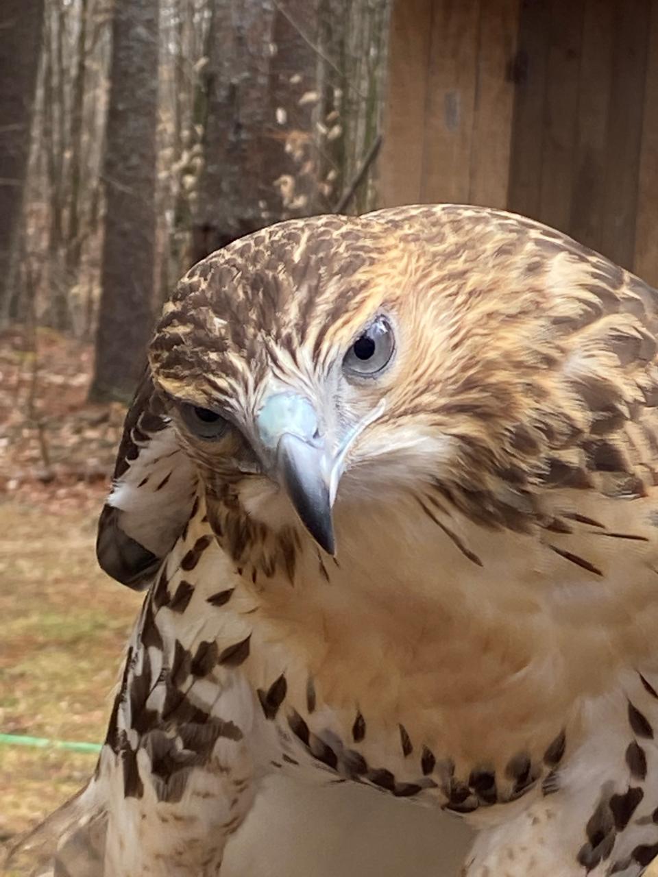 PIsces, an immature red-tailed hawk, was rescued from a nest in a tree that was cut down at a golf course in New Jersey and sent to live at the Center for Wildlife in Cape Neddick, Maine, since it was decided he wouldn't survive in the wild if he were released. He is now an educational ambassador for the center.