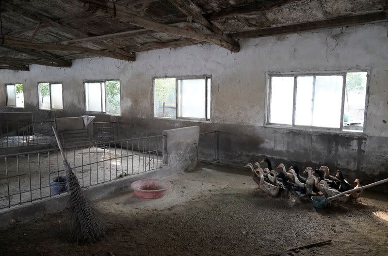 Ducks are seen in a pigpen at a village in Henan province