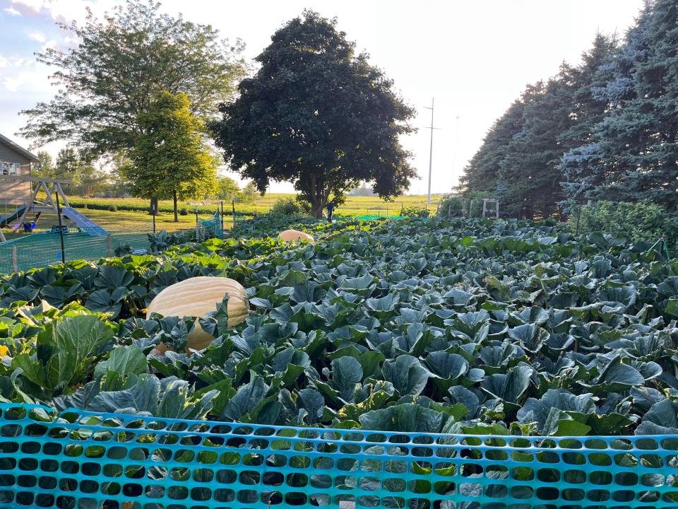 Tom Montsma grew three giant pumpkins in his Brandon, Wisc., garden this year. One unfortunately broke, but the other two earned prizes this fall at the Stillwater Harvest Fest in Stillwater, Minn. and the Cedarburg Wine and Harvest Festival.