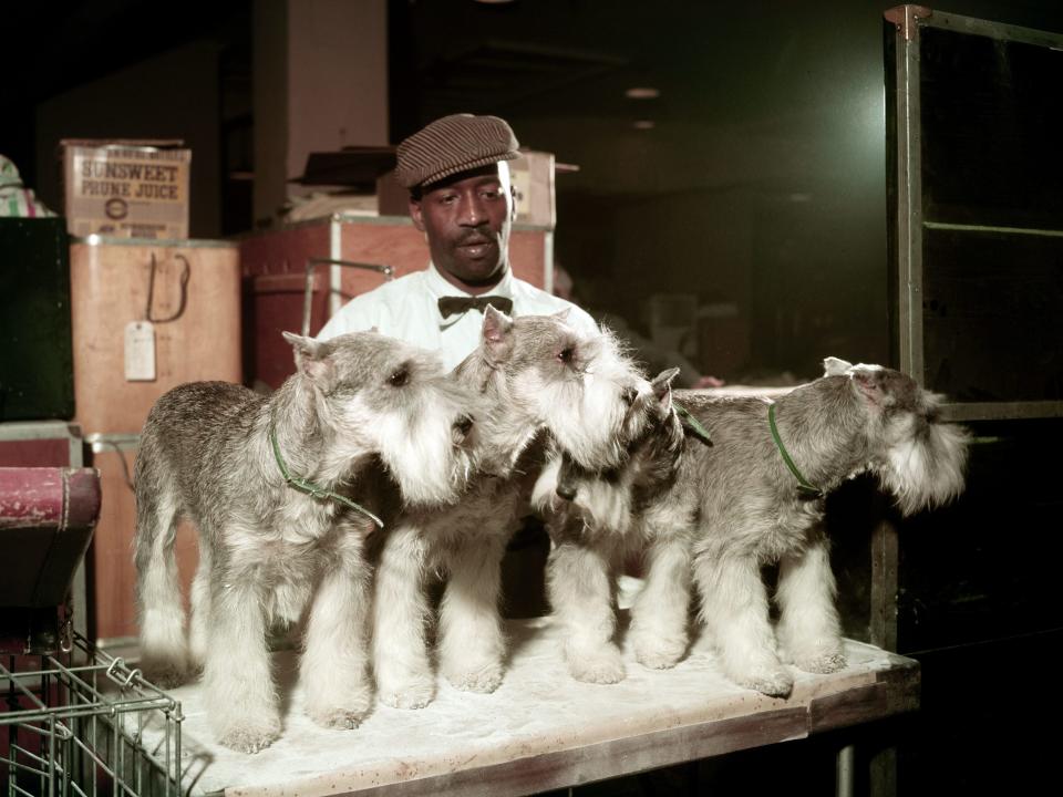 A line of schnauzers at the 1957 Westminster dog show.