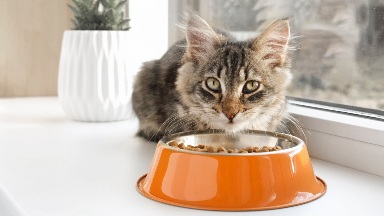  Why your cat is stealing food and how to stop him?. 